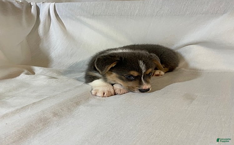 Welsh Corgi Pembroke dogs for sale - Ad 1