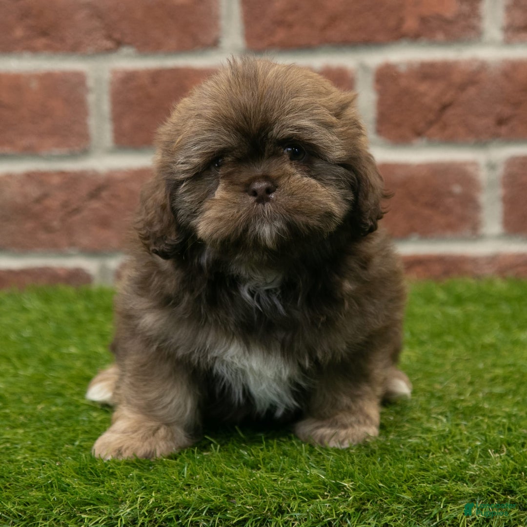 Shih Tzu dogs for sale: Katie - Image 4