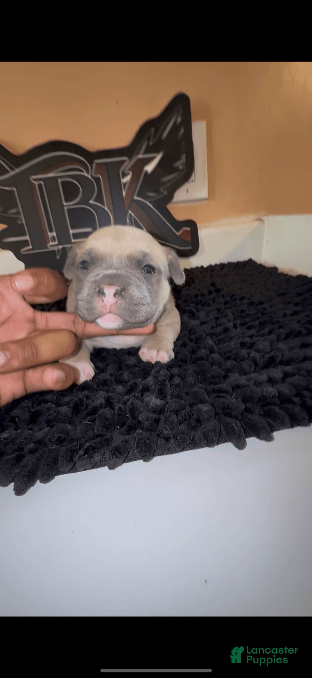 American Bully dogs for sale: Exotic Bully - Image 5