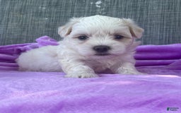 Coton De Tulear dogs for sale: Willow - Image 2
