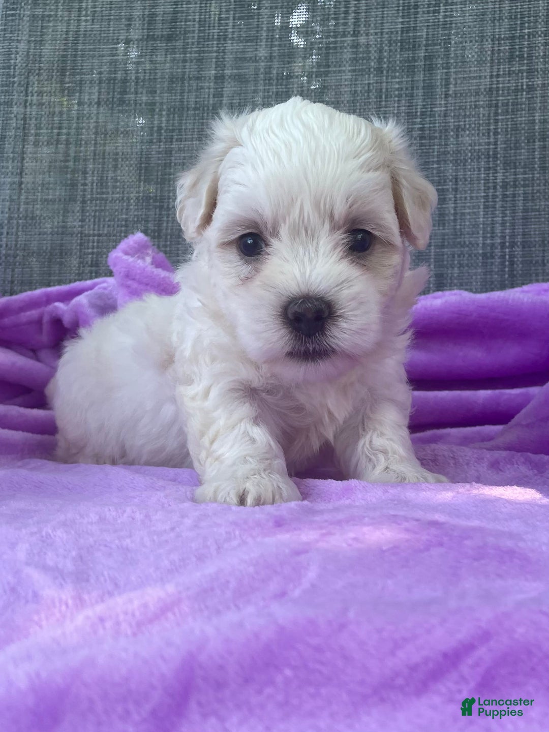 Coton De Tulear dogs for sale: Willow - Image 2