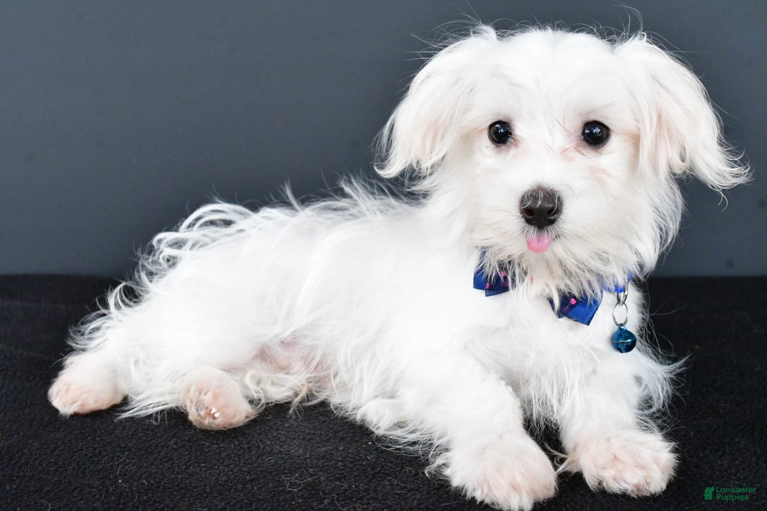 Maltese dogs for sale: Bo - Image 3