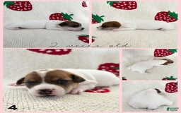 Jack Russell Terrier dogs for sale: Opal - Image 3