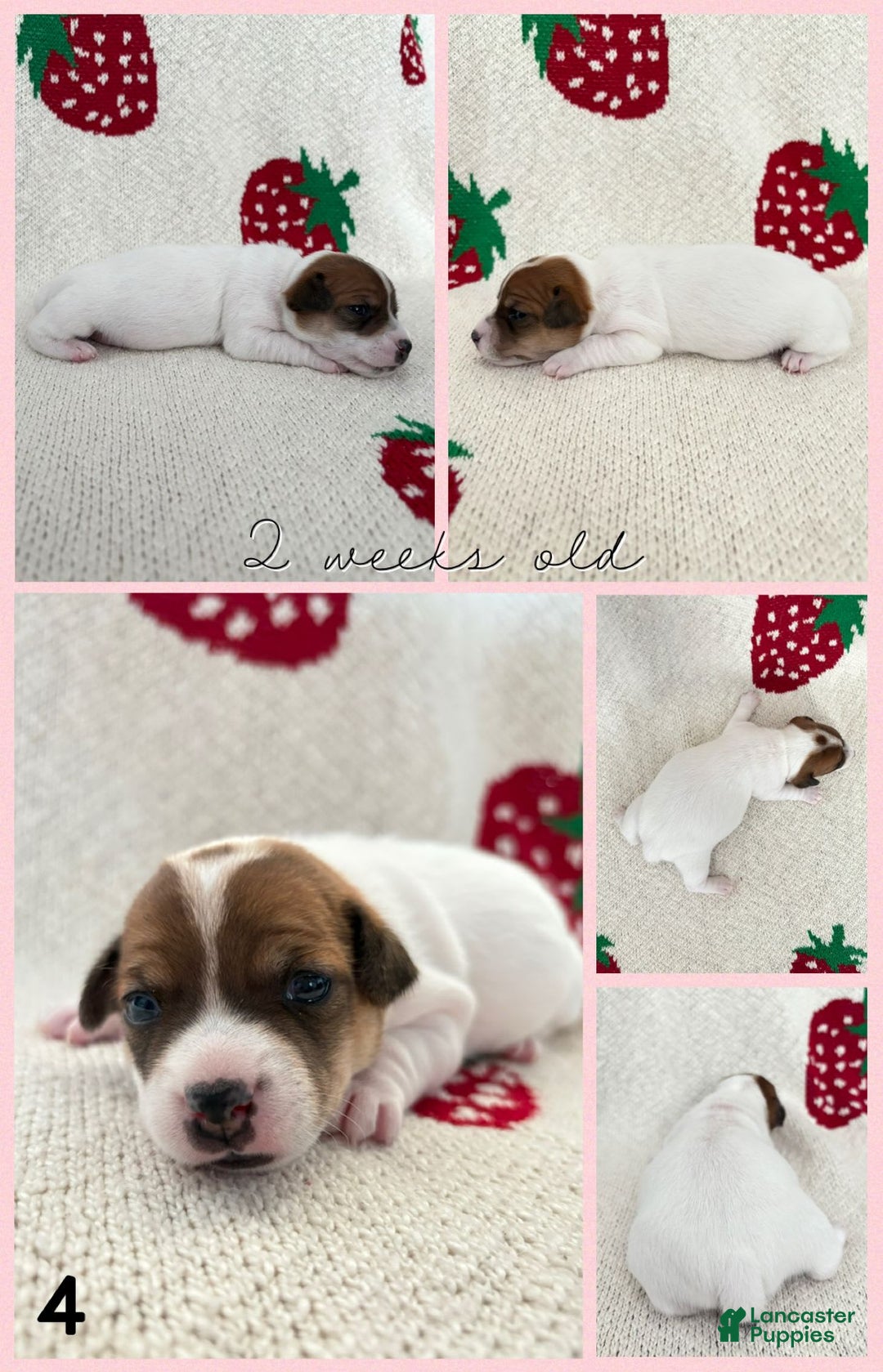 Jack Russell Terrier dogs for sale: Opal - Image 3