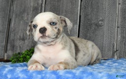 Beabull dogs for sale: Kelly - Image 4