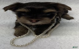 Yorkshire Terrier dogs for sale: Fancy - Image 2
