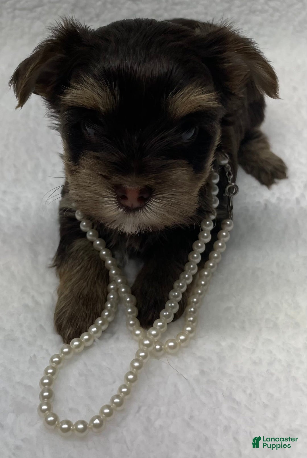 Yorkshire Terrier dogs for sale: Fancy - Image 2
