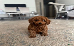 Toy Poodle dogs for sale: Teddy 🧸 - Image 1