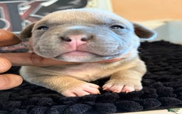 American Bully dogs for sale: Exotic Bully - Image 4