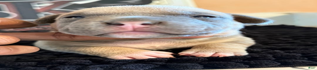 Exotic Bully