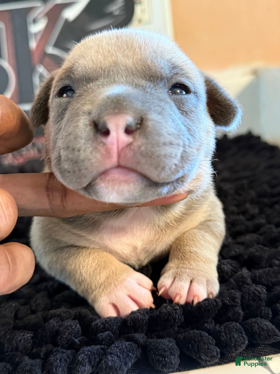 American Bully dogs for sale: Exotic Bully - Image 4