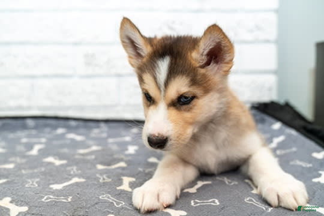 Alaskan Malamute dogs for sale: Sanji - Image 4