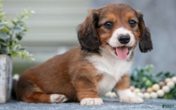 Miniature Dachshund dogs for sale: Christopher - Image 1
