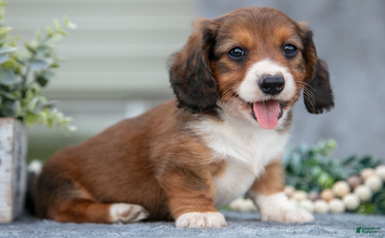 Miniature Dachshund dogs for sale - Ad 4