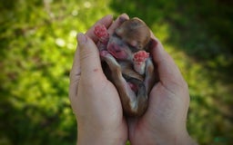 Morkie dogs for sale: Rare Gold Merle Bumblebee - Image 13