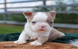 Boston Terrier dogs for sale: Milo - Image 1