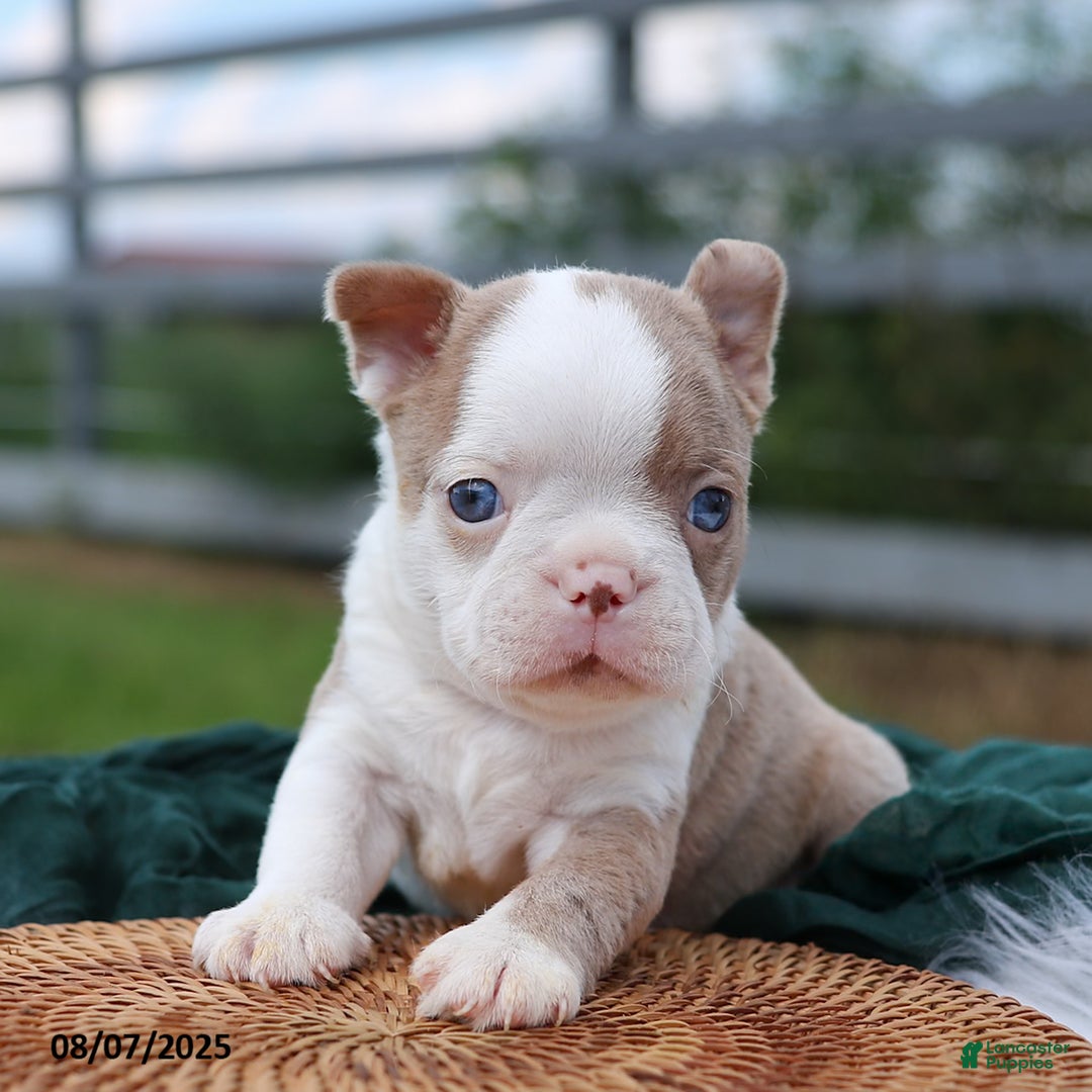 Boston Terrier dogs for sale: Milo - Image 1