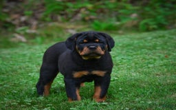 Rottweiler dogs for sale: Clair Bear - Image 8