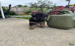German Shepherd dogs for sale: Simba - Image 4