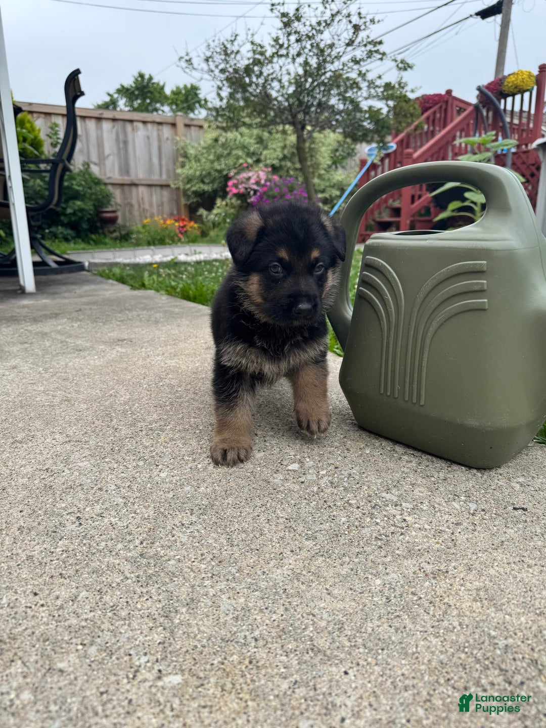 German Shepherd dogs for sale: Simba - Image 4