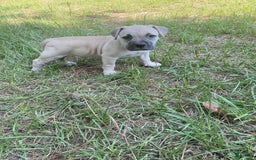 American Bully dogs for sale: China - Image 2
