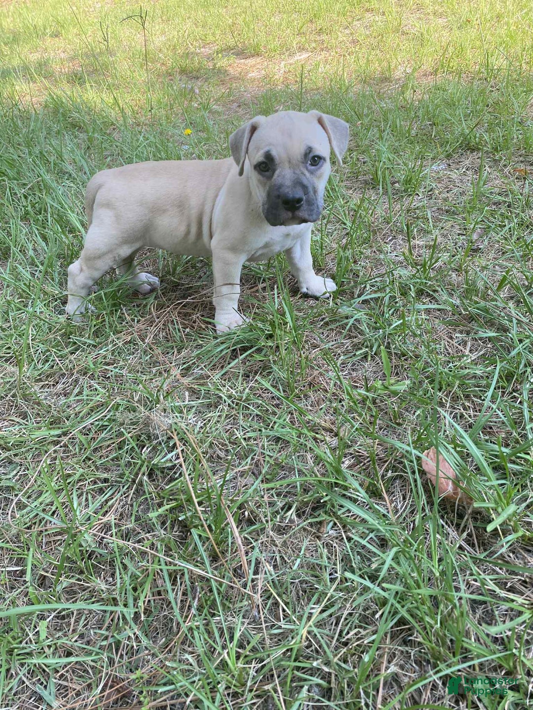 American Bully dogs for sale: China - Image 2