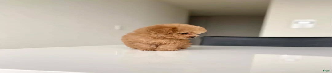Cooper