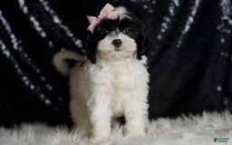 Cavapoo dogs for sale: Mindy - Image 5