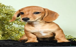 Miniature Dachshund dogs for sale: Diego - Image 8
