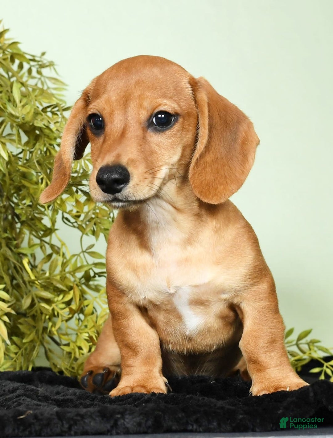 Miniature Dachshund dogs for sale: Diego - Image 8
