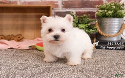 West Highland Terrier dogs for sale: West Highland White Terrier 2 puppies - Image 8