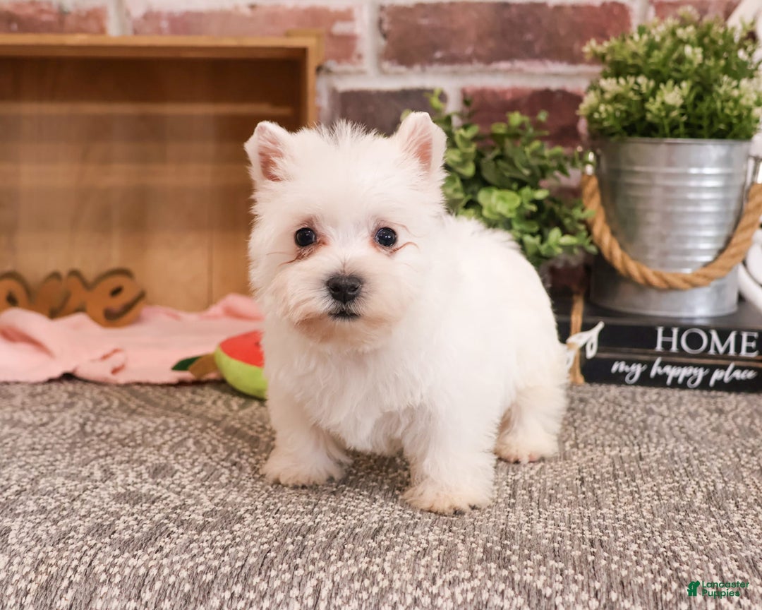 West Highland Terrier dogs for sale: West Highland White Terrier 2 puppies - Image 8