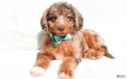 Mini Aussiedoodle dogs for sale: Ernest - Image 8