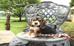 Beagle dogs for sale: Abby - Image 1