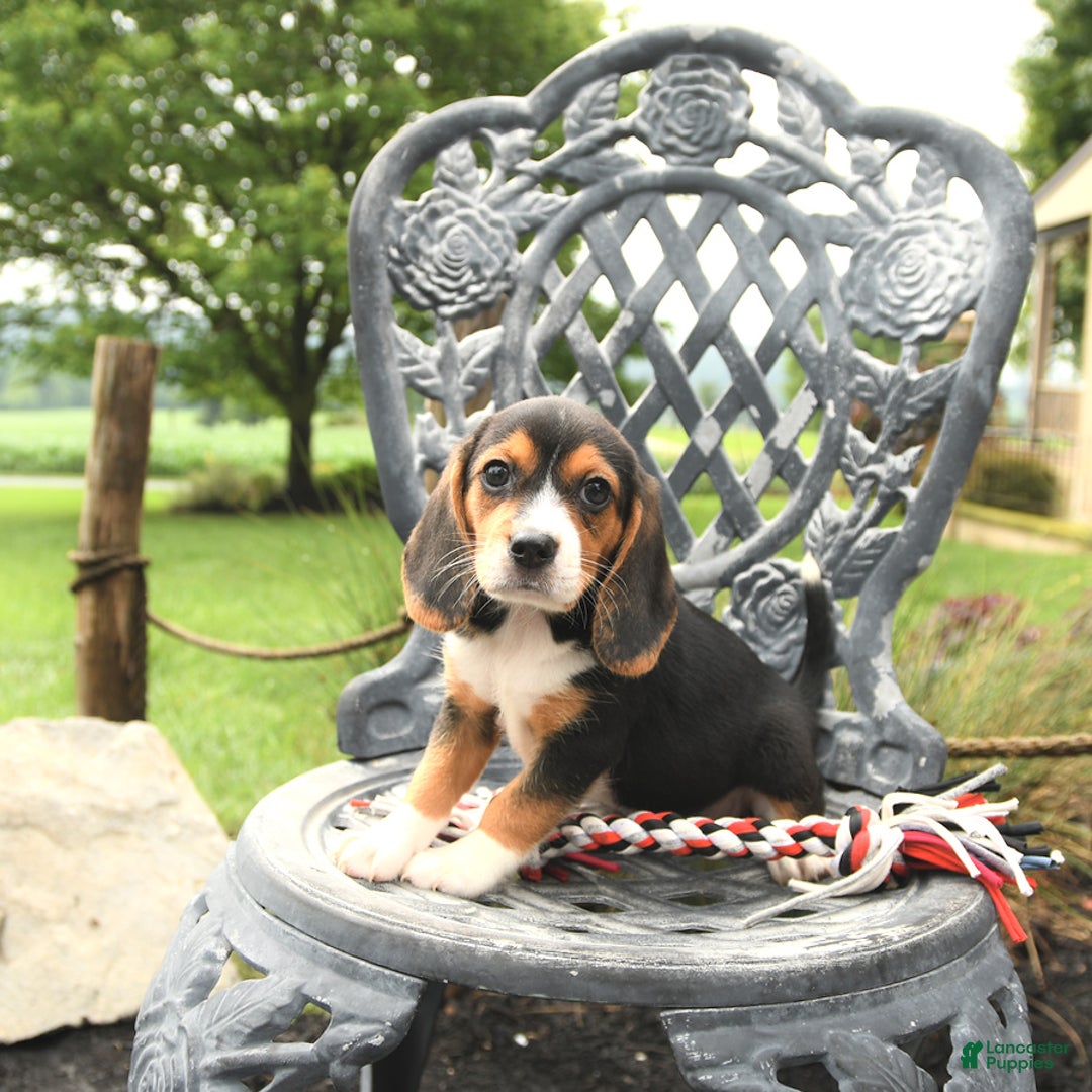 Beagle dogs for sale: Abby - Image 1