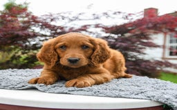 Goldendoodle dogs for sale: Cannoli - Image 1