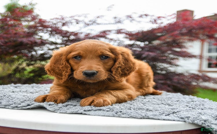 Goldendoodle dogs for sale - Ad 3