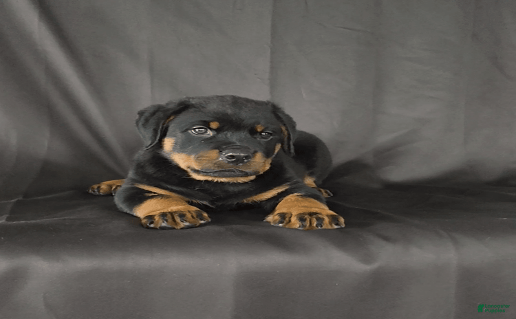 Rottweiler dogs - Advert 37