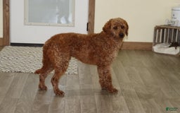 Mini Goldendoodle dogs for sale: Atlas - Image 3