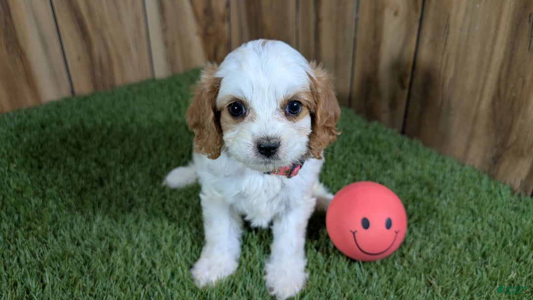 Cavapoo dogs for sale: Fiona Girl 1 - Image 15