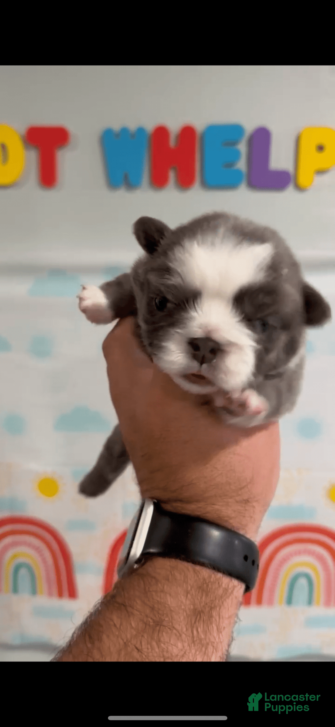 French Bulldog dogs for sale: Fluffy Panda Female 2 - Image 1