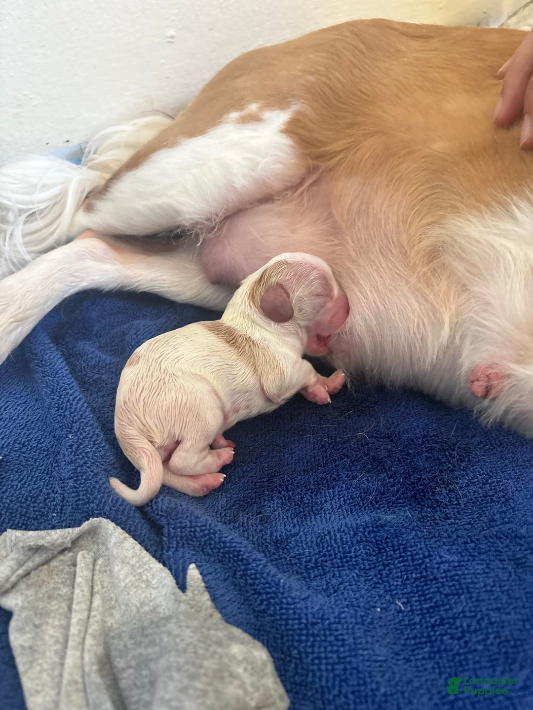 Cavalier King Charles Spaniel dogs for sale: Mila - Image 1