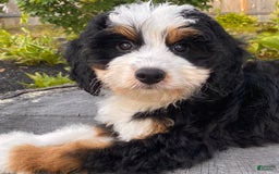 Mini Bernedoodle dogs for sale: 💜 Boston Ma 💜 Mini Bernedoodle - Image 7
