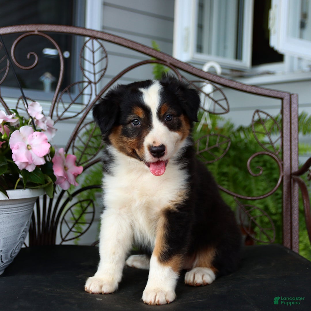 Australian Shepherd dogs for sale: Tessa - Image 1