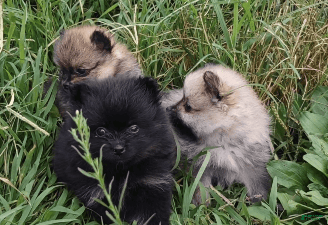 Pomeranian dogs for sale: Onyx - Image 3
