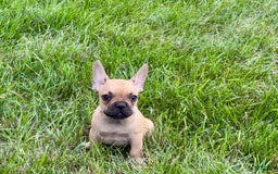 French Bulldog dogs for sale: Harris - Image 7