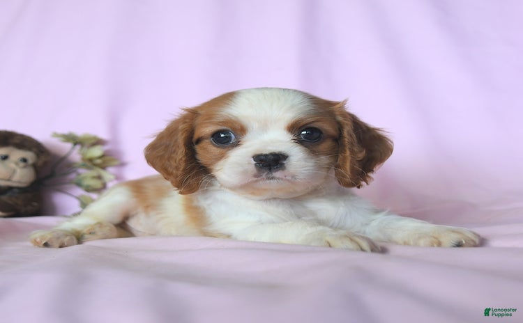 Cavalier King Charles Spaniel dogs for sale - Ad 2