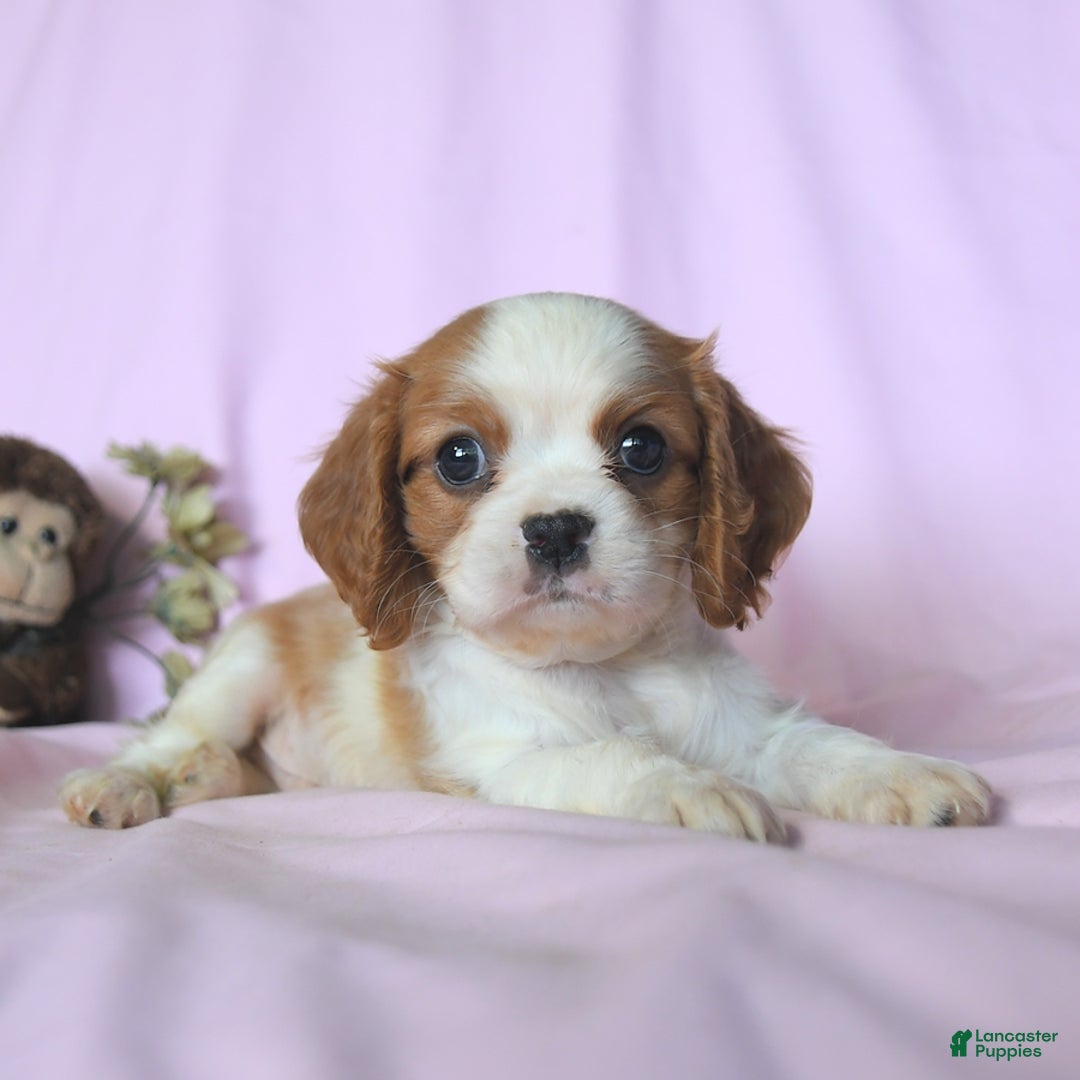 Cavalier King Charles Spaniel dogs for sale: Jasper - Image 1