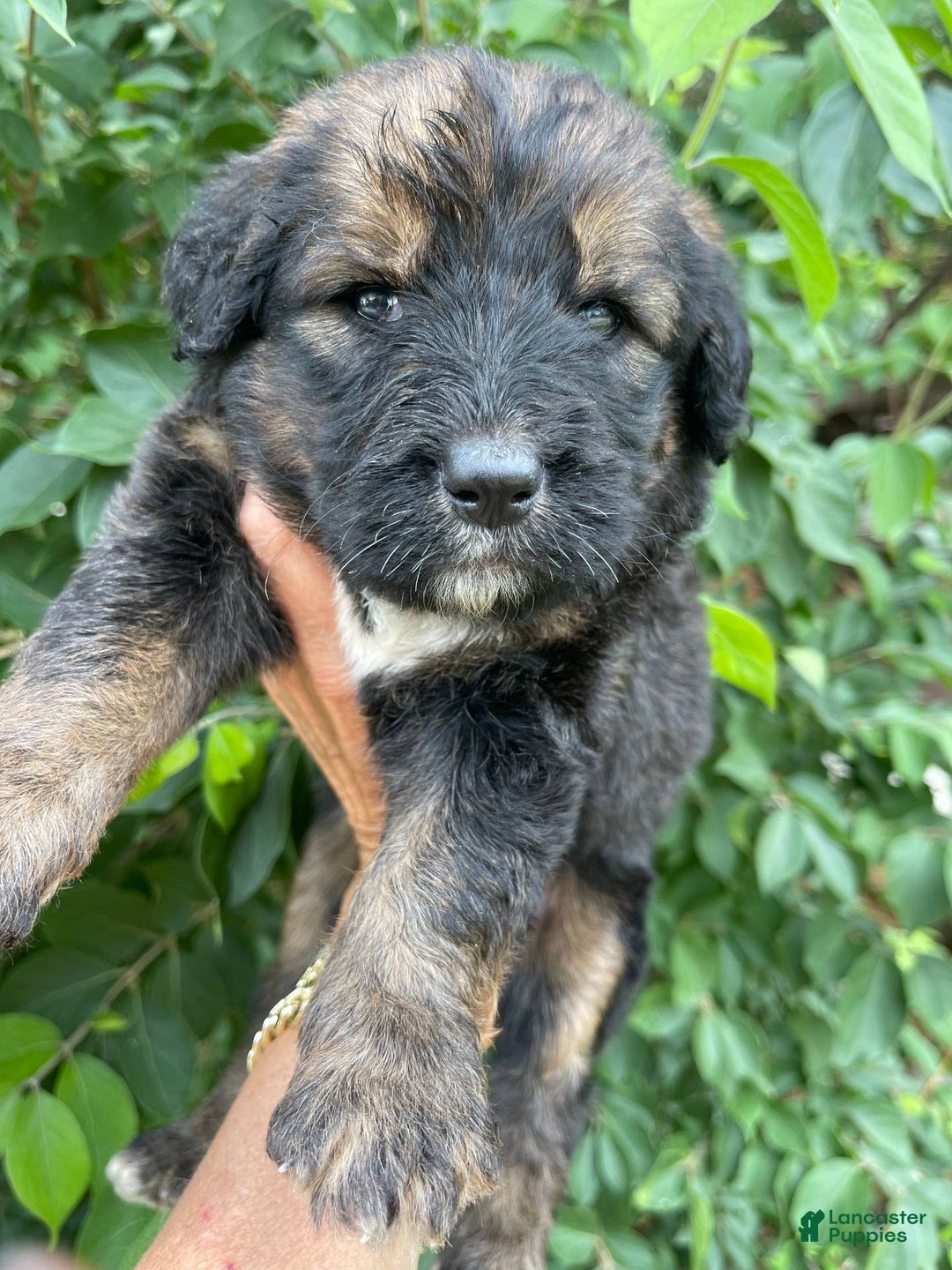 Bernedoodle dogs for sale: 💚 Kiwi Splash - Image 3