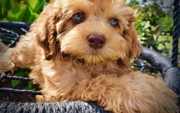 Havapoo dogs for sale: Fancy - Image 4